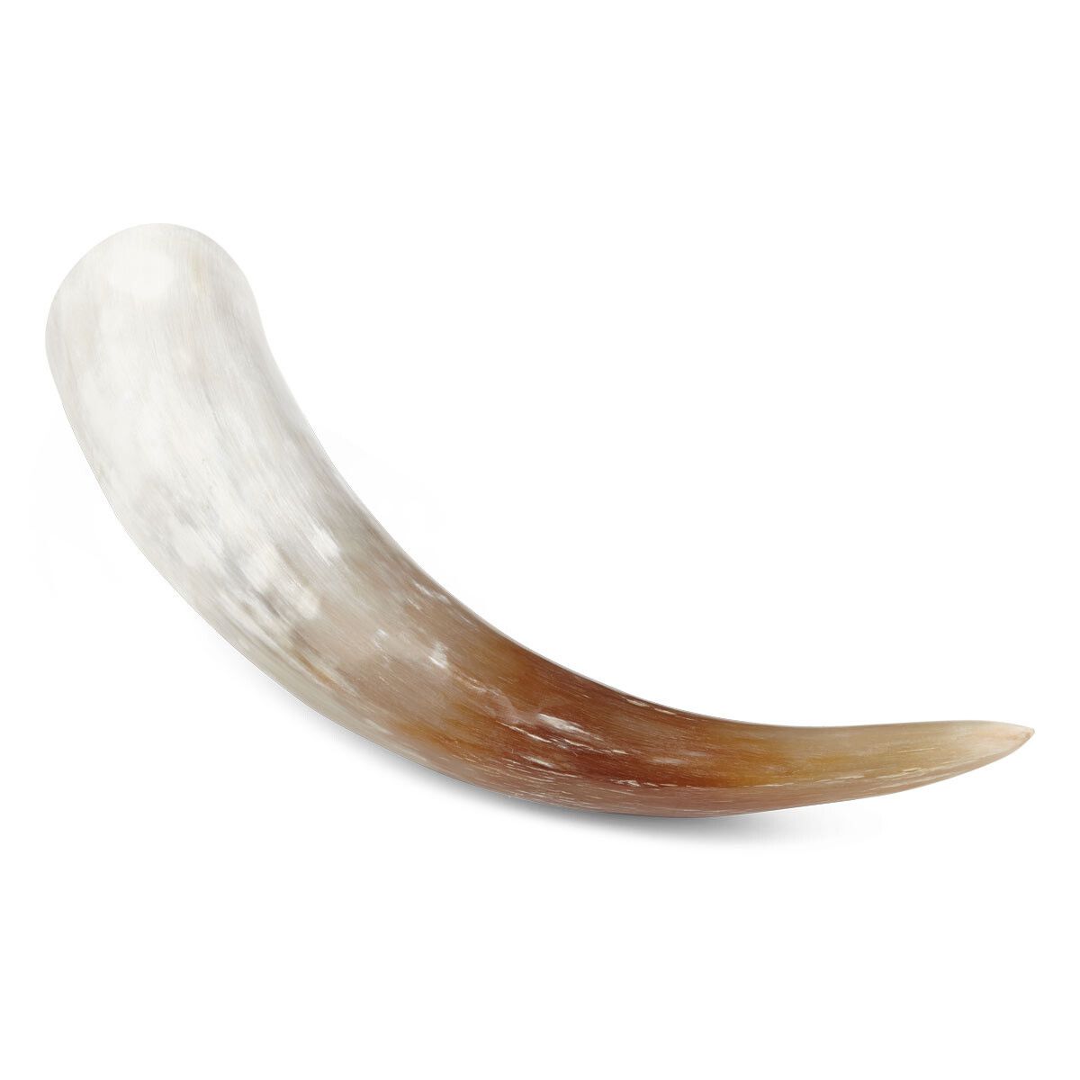 Watusikuhorn | Sørafrika