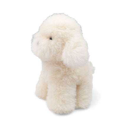 Teddybear Puppy | Islandsk Saueskinn Hvit