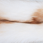 Sun Glow Fox / Beige