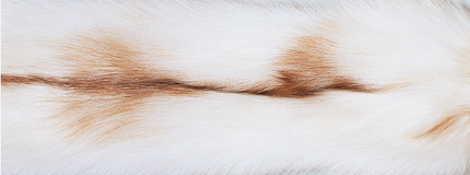 Kashmirpledd med revekant Sun Glow Fox/Beige